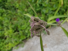 Tradescantia gigantea