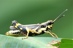 Traulia azureipennis