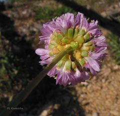 Armeria rothmaleri