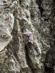 Podisus serieventris