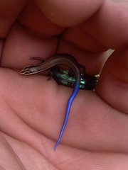 Plestiodon tetragrammus brevilineatus