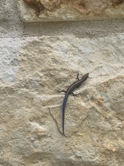 Plestiodon tetragrammus brevilineatus