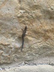 Plestiodon tetragrammus brevilineatus