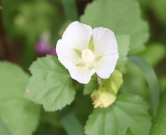 Abelmoschus esculentus