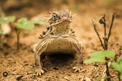 Phrynosoma solare