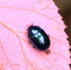 Chrysolina coerulans