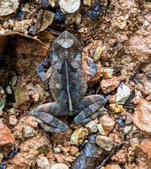 Incilius aucoinae