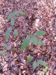Ditrysinia fruticosa