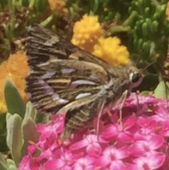 Trapezites argenteoornatus