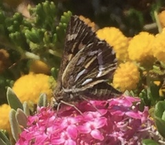 Trapezites argenteoornatus