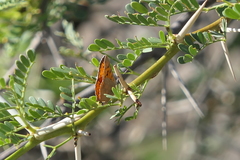 Chrysoritis midas