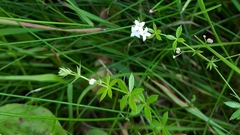 Galium uliginosum