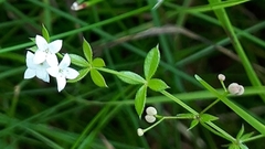 Galium uliginosum