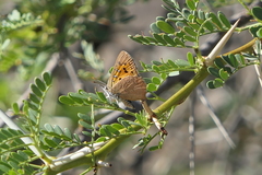 Chrysoritis midas