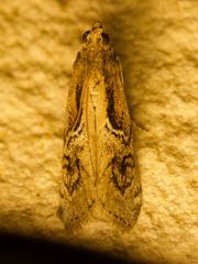 Philocrotona kendalli