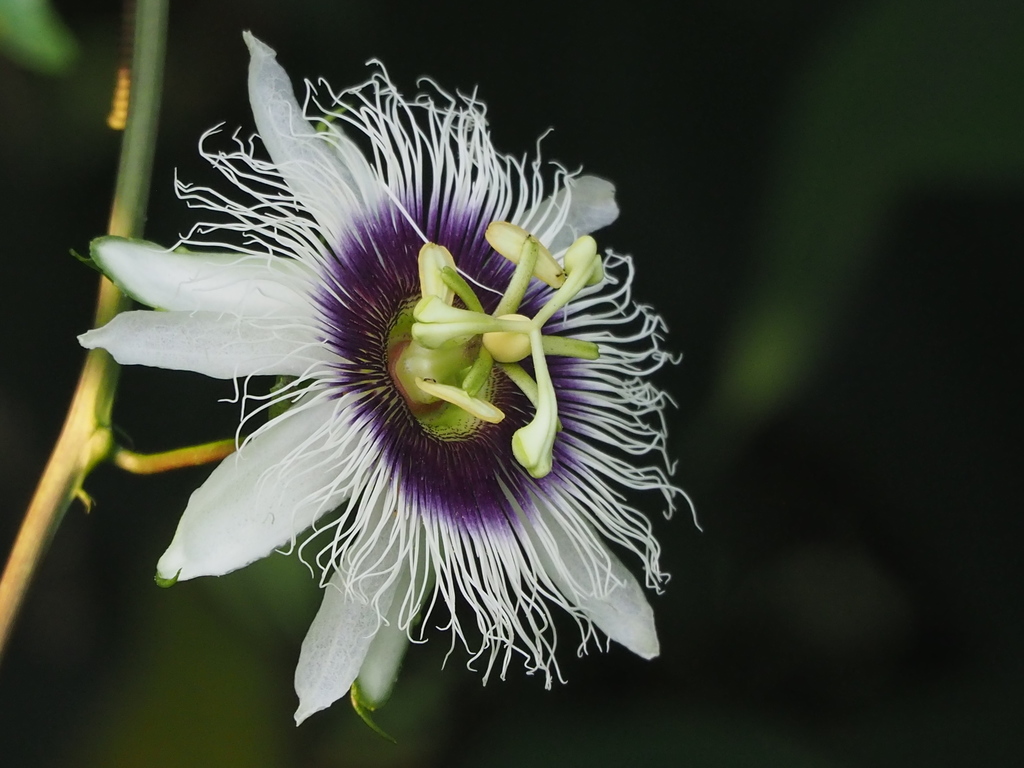 Passiflora edulis, 台灣彰化縣