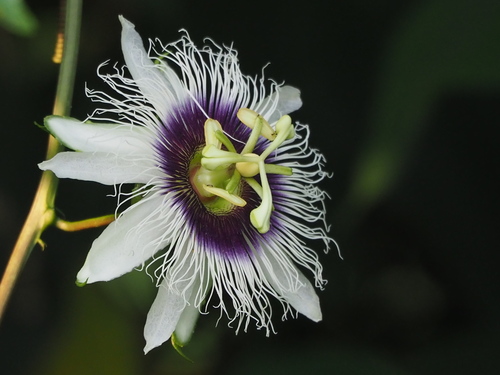 Passion fruit on a vine