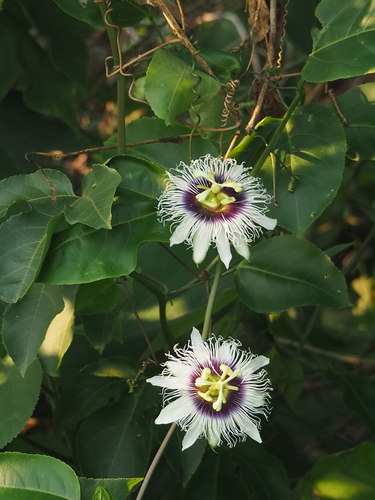 Passiflora edulis