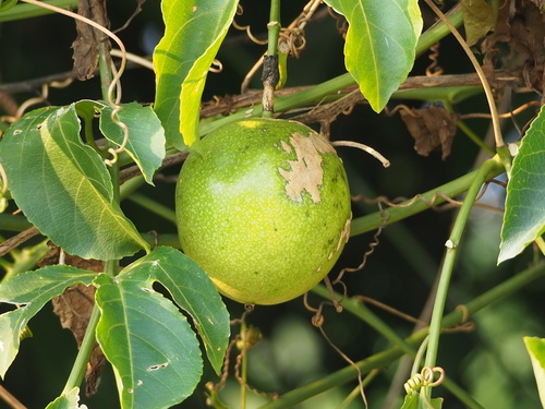 Passiflora edulis