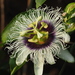 Common Passionfruit - Photo no rights reserved, uploaded by 葉子