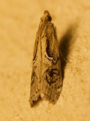 Philocrotona kendalli