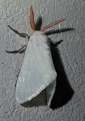Trosiinae