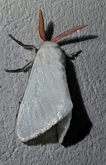 Trosiinae