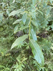 Salix rorida
