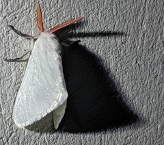 Trosiinae