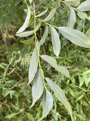 Salix rorida