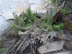 Cheilanthes parviloba