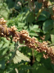 Cuscuta europaea