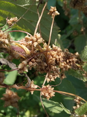 Cuscuta europaea