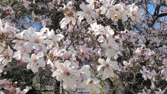 Magnolia loebneri