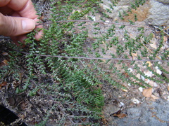 Cheilanthes parviloba