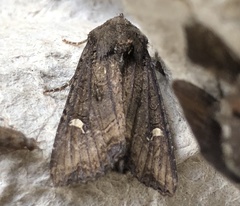 Helotropha reniformis