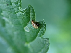 Aphthona lutescens