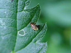 Aphthona lutescens