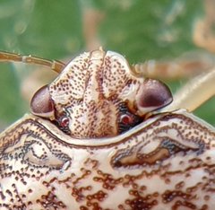 Menida