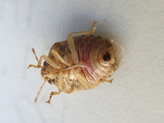 Menida