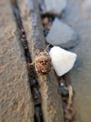 Menida