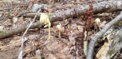 Monotropa hypopitys hypopitys