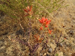 Castilleja tenuiflora