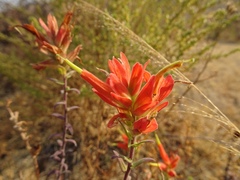 Castilleja tenuiflora