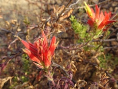 Castilleja tenuiflora