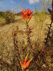 Castilleja tenuiflora