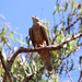 Red Goshawk - Photo (c) Cemone Hedges, some rights reserved (CC BY-NC), uploaded by Cemone Hedges