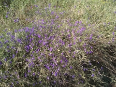 Delphinium consolida paniculatum