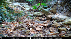 Zoothera dauma dauma