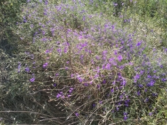 Delphinium consolida paniculatum